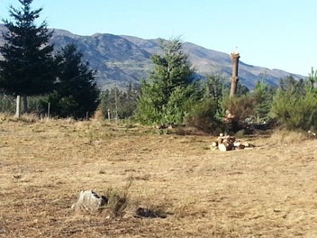 Sell Sell Sell, Lake Hawea