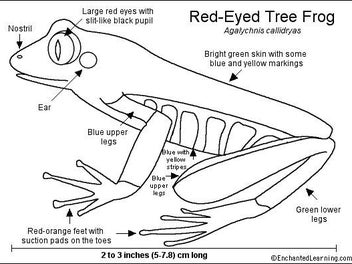 Red eyed tree frogs