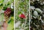 gallery view thumbnail