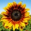 gallery view thumbnail