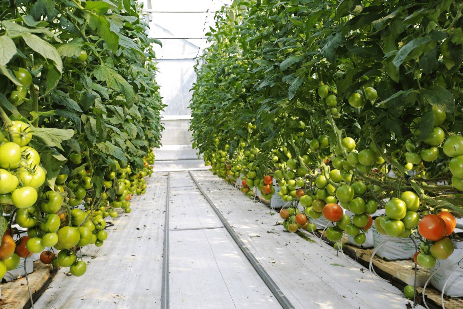 Commercial Greenhouses + Large Family Home — slide 23