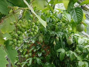 13 Wilson Grove, Normandale, Lower Hutt