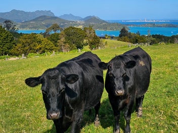 117 Te Rongo Road, Parua Bay, Parua Bay