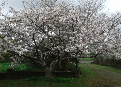7 No 9 Road East, Te Puninga, Morrinsville