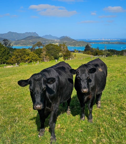 117 Te Rongo Road, Parua Bay, Parua Bay