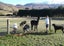 29 Fitzpatrick Road, Dalefield, Queenstown - Carousel 1