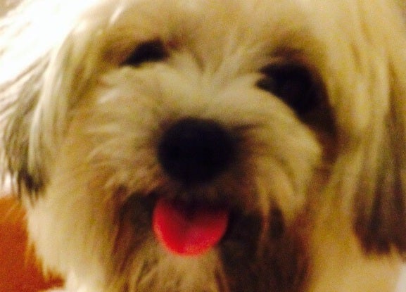 8F Warren Avenue, Three Kings, Auckland - Carousel 1