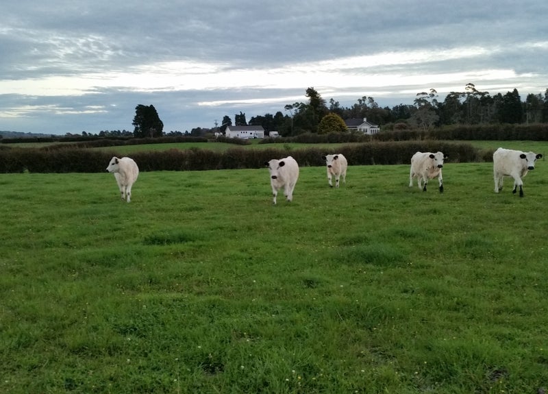1 West Road, Papakura - Carousel 1