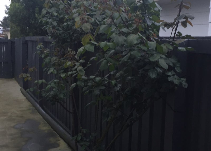 6 Claude Street, Fairfield, Hamilton - Carousel 1