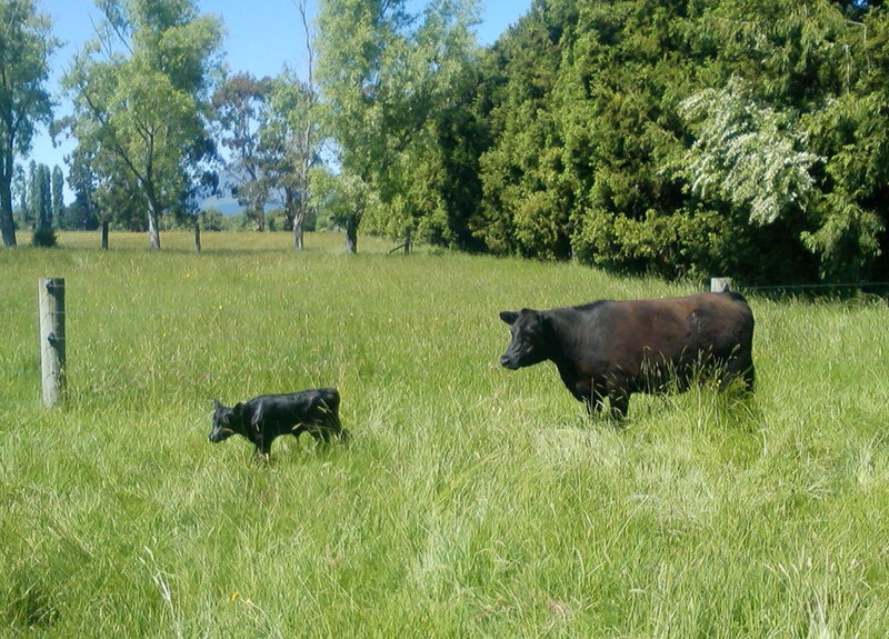 373 Hallett Road, Otakiri, Whakatane - Carousel 1