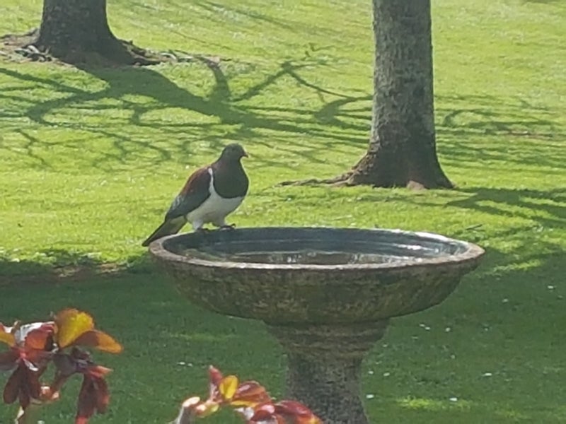 38 Darligen Lane, Whangarei - Carousel 1