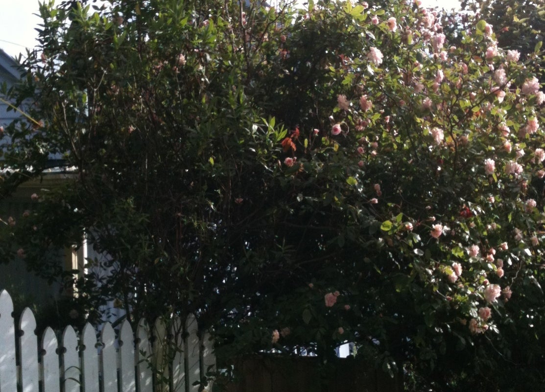 11A Irvine Street, Aro Valley, Wellington - Carousel 1