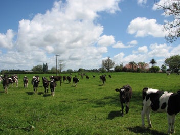 595A Tauranga Road, Te Poi, Matamata
