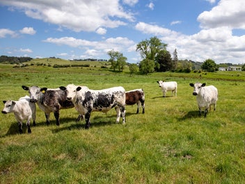 261 Parker Lane, Buckland