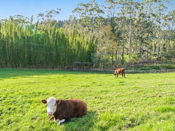 11 Pineview Lane, Helensville, Helensville