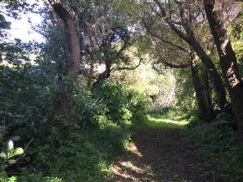 13 Twomey Grove, Houghton Bay, Wellington