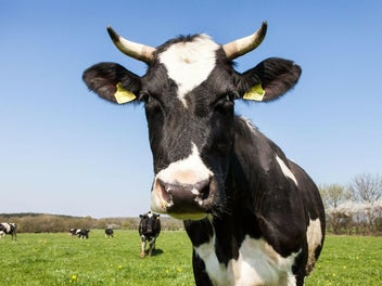 0 Karioitahi Road, Karioitahi, Waiuku