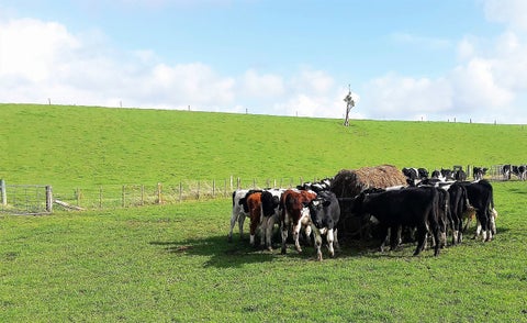 0 Tutaenui Road, Marton, Marton