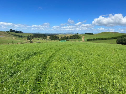 0 Ngamoko Road, Norsewood, Norsewood
