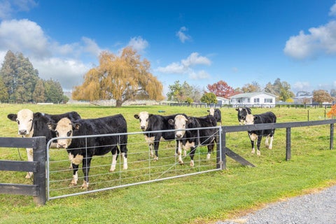 53 Hairini Road, Kihikihi, Te Awamutu