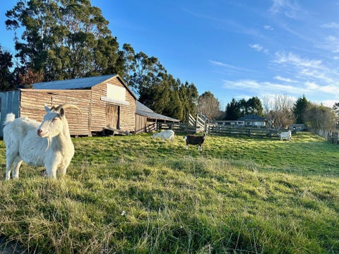 520 Milton Highway, Stony Creek, Balclutha