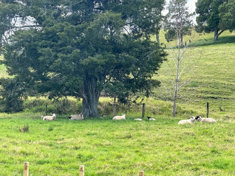 0 Puketona Road, Paihia, Paihia