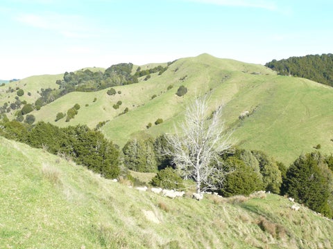 0 Gibson St, Ross