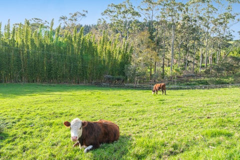 11 Pineview Lane, Helensville, Helensville