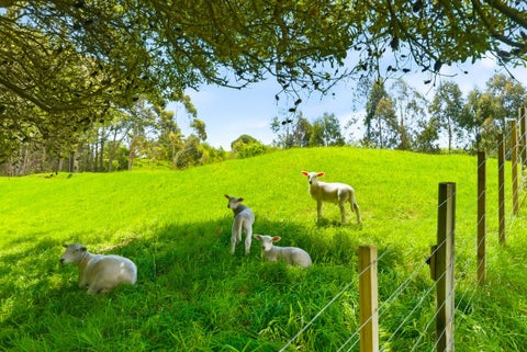 340D Ngarara Road, Waikanae