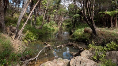 13 Amelie Place, Coopers Beach, Coopers Beach