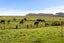 22C Larlin Drive, Hāwera - Carousel 2