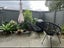 55/3 Burton Street, Grafton, Auckland - Carousel 3