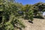 7 Kawau Grove, Waikanae Beach, Waikanae - Carousel 36
