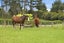 372A Crawford Road, Minden, Tauranga - Carousel 34