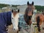 593 Waikawa Beach Road, Waikawa Beach, Levin - Carousel 8