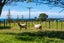 568 South Road, Omata, New Plymouth - Carousel 30