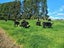 105 Willis Road, Ngahinapouri, Hamilton - Carousel 28