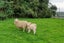 783 State Highway 1, Blenheim - Carousel 23