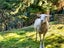 2165C State Highway 2, Aongatete, Western Bay Of Plenty, Bay Of Plenty - Carousel 41