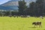 1013 Windwhistle Road, WINDWHISTLE, HORORATA - Carousel 12