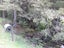 0 Tremain Road, Ruatangata West, Kamo - Carousel 23