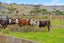 331 South Head Road, Helensville - Carousel 26