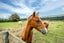 193 Kerrytown Road, Kerrytown - Carousel 19