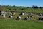 655 Whakapapa Road, Kakahi - Carousel 20