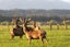 4357 State Highway 7, Blackball - Carousel 3