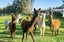 281 Tuhimata Road, Drury - Carousel 13