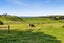 25 Livingston Road, Tokaora, Hawera - Carousel 9