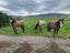 95 Frentz Road, Riverton - Carousel 28