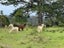 255 Okura River Road, Albany - Carousel 1