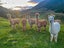 1067 Taylor Pass Road, Taylor Pass, Blenheim - Carousel 8